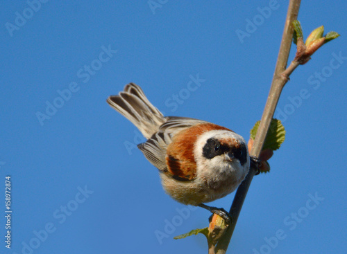 european penduline tit Remiz pendulinus photo