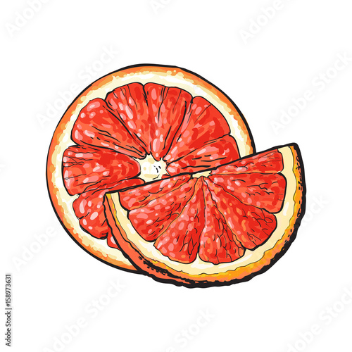 Half and quarter of ripe pink grapefruit, red orange, hand drawn sketch style vector illustration on white background. Hand drawing of unpeeled grapefruit cut in half and piece