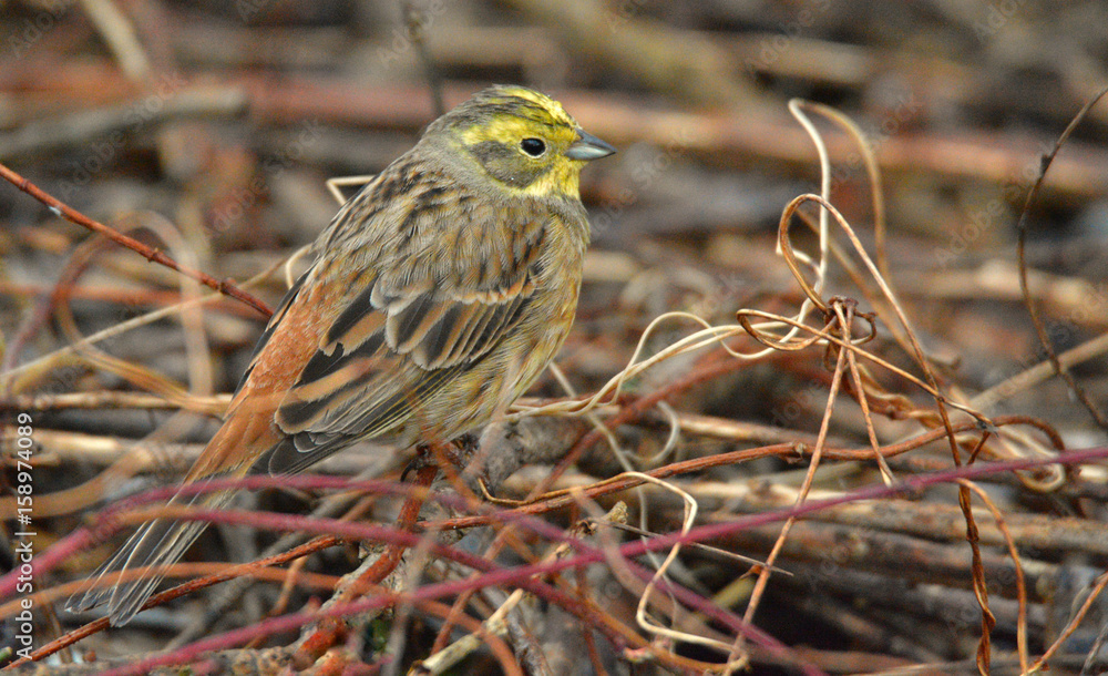 Yellowhammer