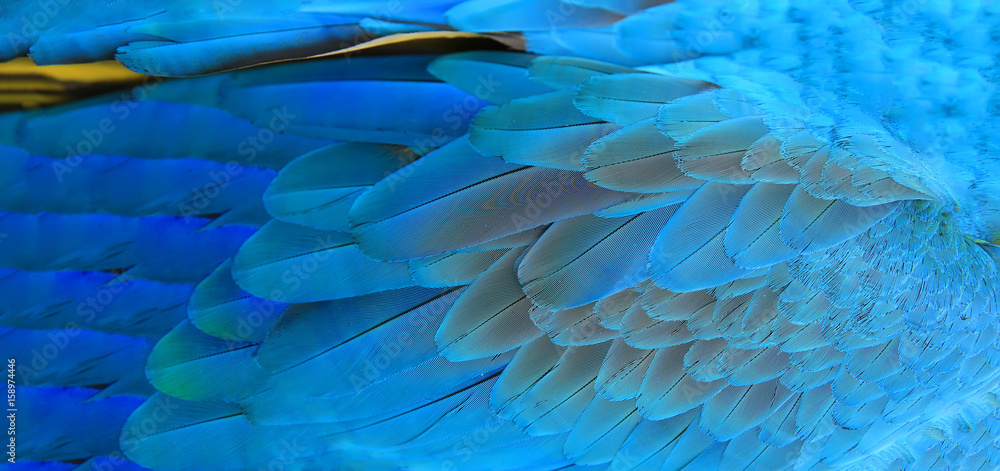 Obraz premium Parrot feathers yellow and blue exotic texture
