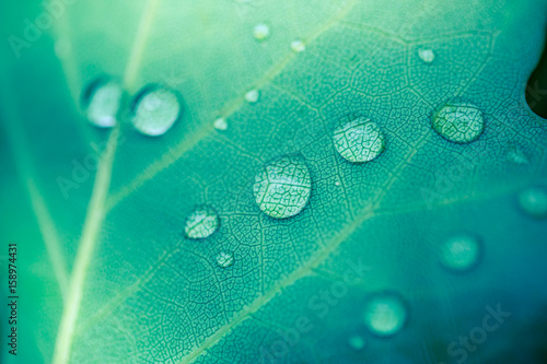 Green leaf leaves background concept fresh grass in morning dew with defocus bokeh background.