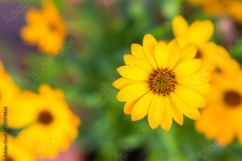 Beautiful summer yellow flowers