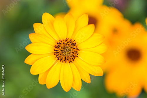 Bright yellow flowers