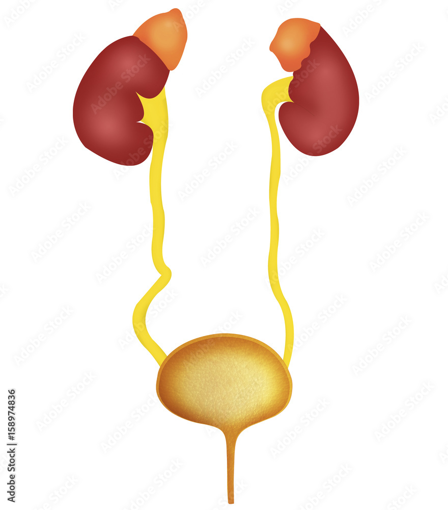 Urinary System Structure and Function Diagram | Quizlet