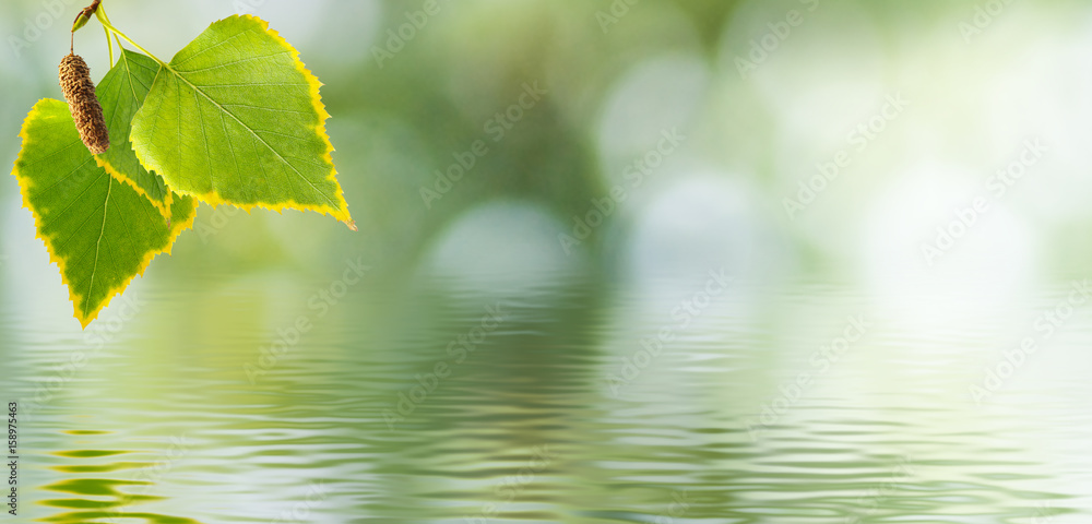 image of birch branches over the water close up image of birch branches over the water close up
