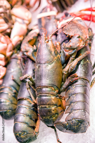 Sea food - fresh lobster