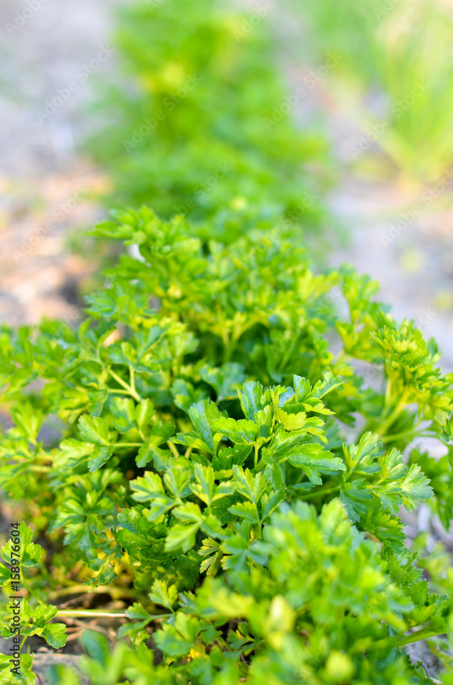 The parsley growing on a bed The parsley growing on a bed