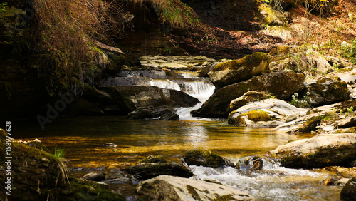 beautiful small forest stream during spring and autumn