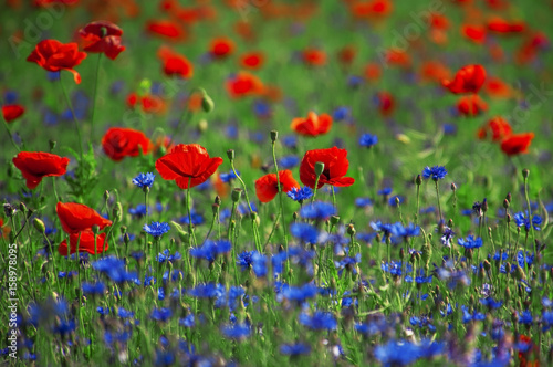 Field with red poppies and blue cornflowers © nndanko
