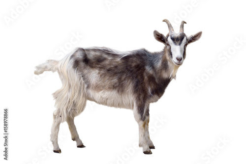 Fototapete Motley goat isolated