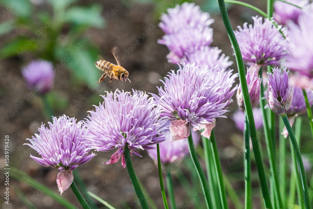 Fliegende Honig Biene mit blühende Schnittlauch Blüten Fliegende Honig Biene mit blühende Schnittlauch Blüten