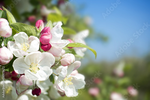 Apple blossom flower and buds