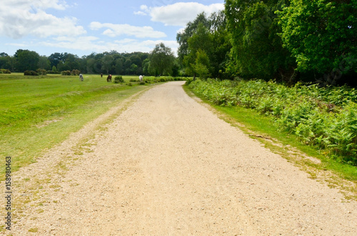 path between forest and grass field