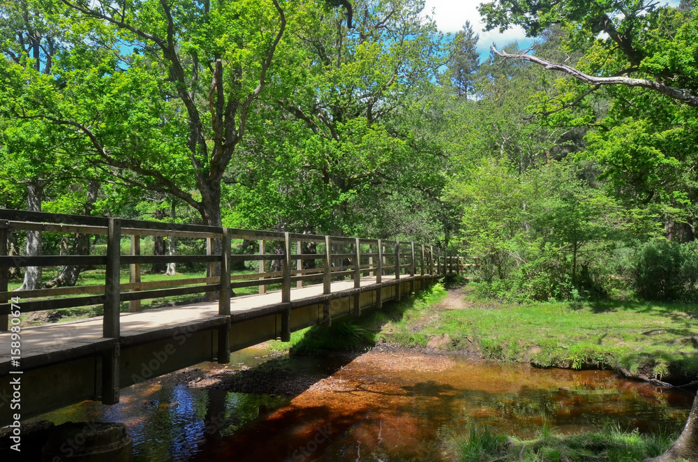 small bridge in forest