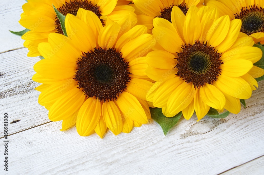 Obraz premium ヒマワリ