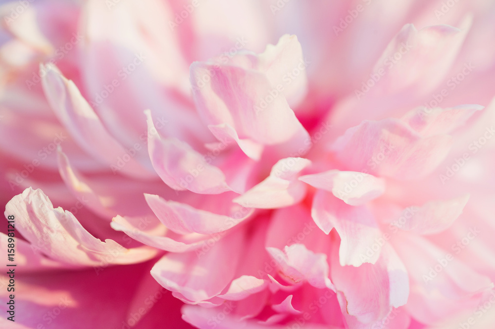 Beautiful and tender pink peony flower petals closeup