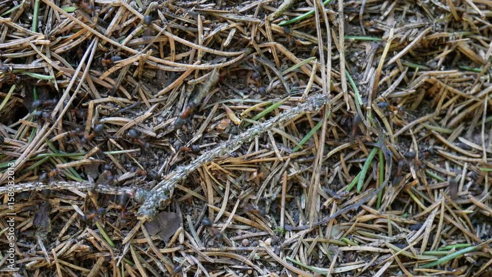 Ants In An Anthill. A Big Anthill, Team Work. Ants In An Anthill. A Big Anthill, Team Work.