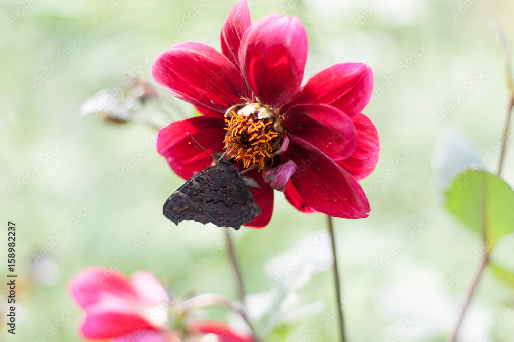 Butterfly Butterfly