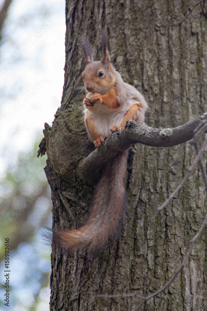 Squirrel in the tree 3 Squirrel in the tree 3