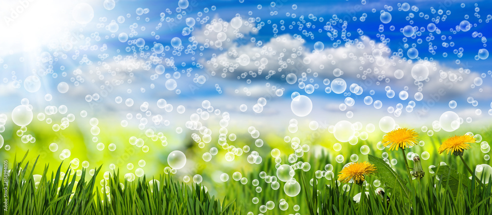 Image of many flowers in the grass against the sky background close up