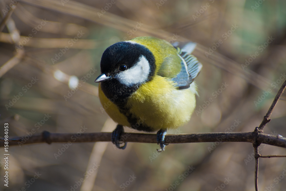 Fototapeta premium Tit