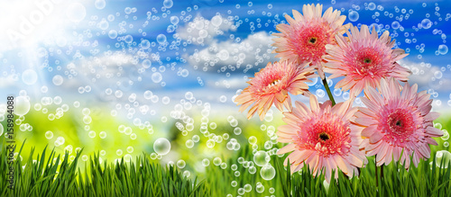 Image of many flowers in the grass against the sky background closeup