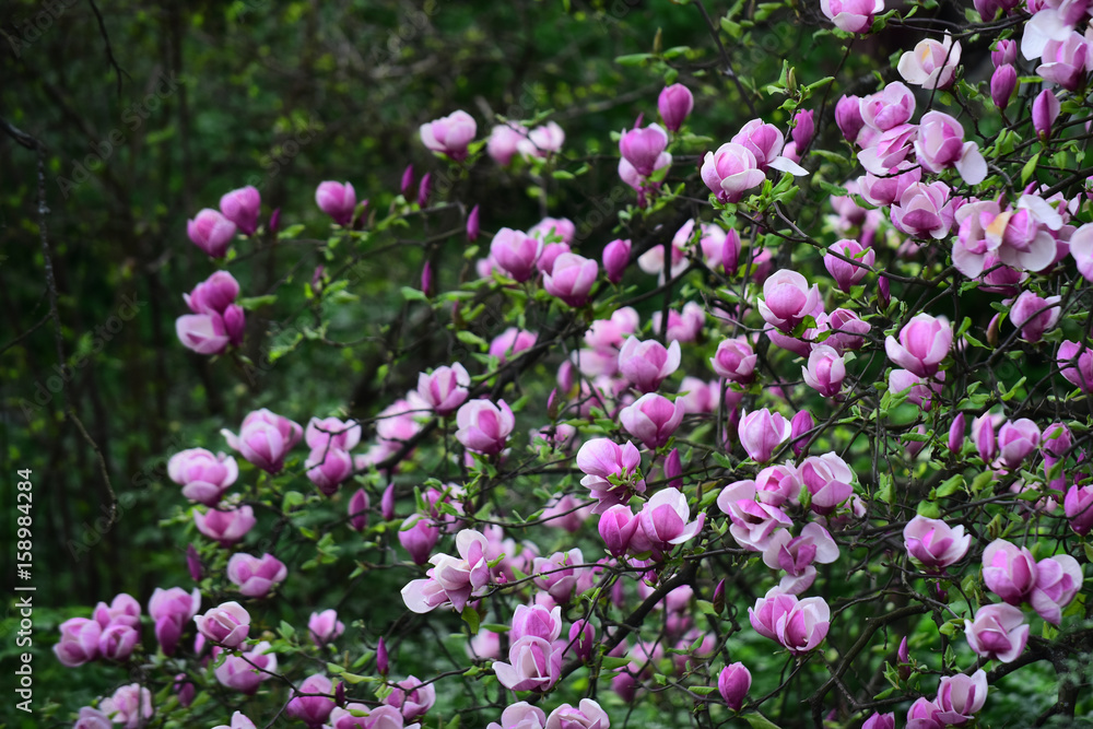 blossoming of magnolia flowers in spring time on natural background