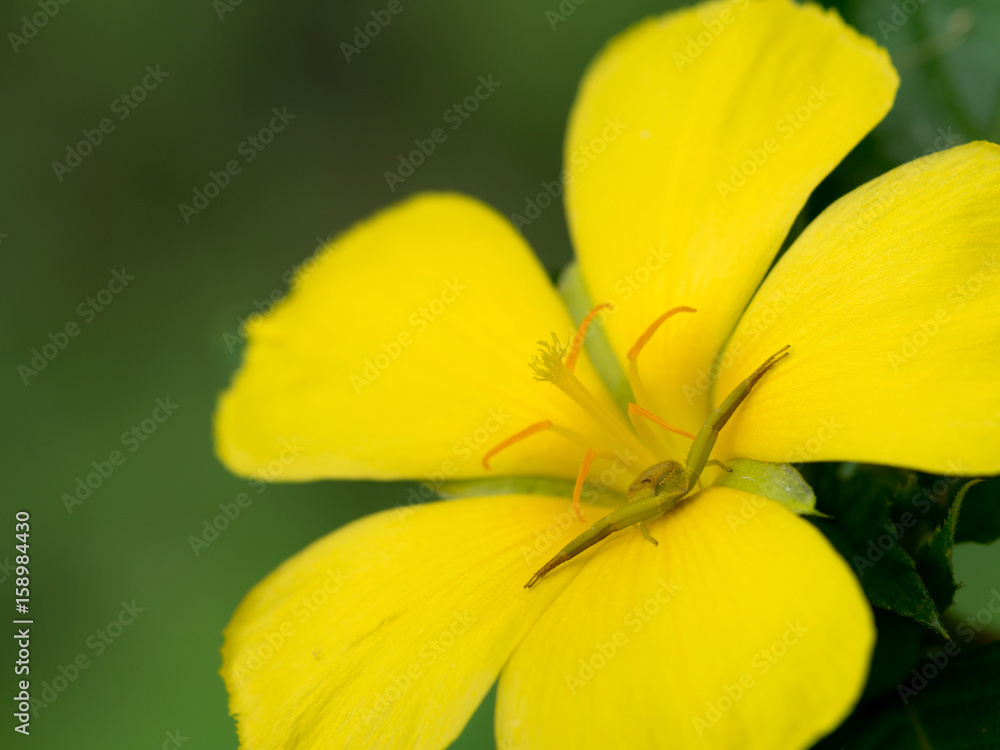 Yellow flowers in the forest Yellow flowers in the forest