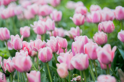 Pink tulips in the flowerbed.