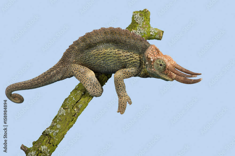 Fototapeta premium Chameleon (Trioceros jacksonii)/Jackson’s Chameleon climbing tree branch