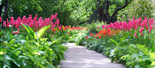 Fototapeta Naklejka Na Ścianę i Meble -  Flowering tulips in the garden