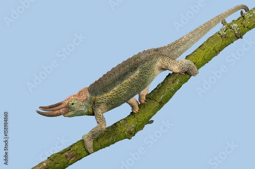 Chameleon (Trioceros jacksonii)/Jackson’s Chameleon climbing tree branch