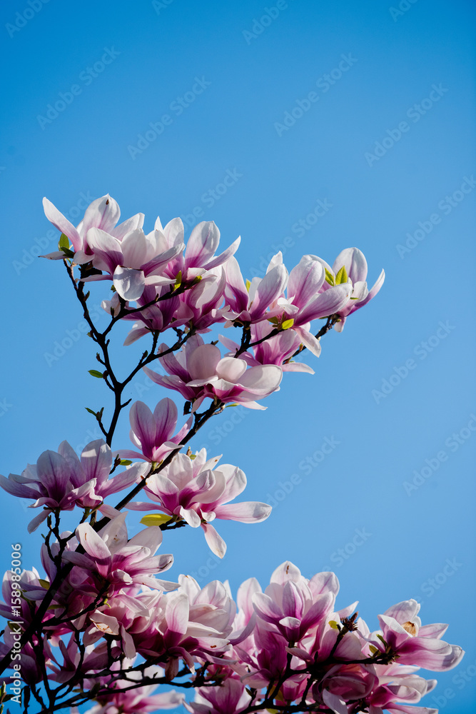 blossoming of magnolia flowers in spring time on natural background