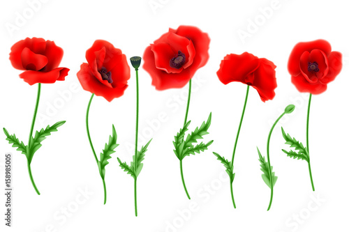 Red Poppy flower isolated on white background, vector illustration, EPS 10.
