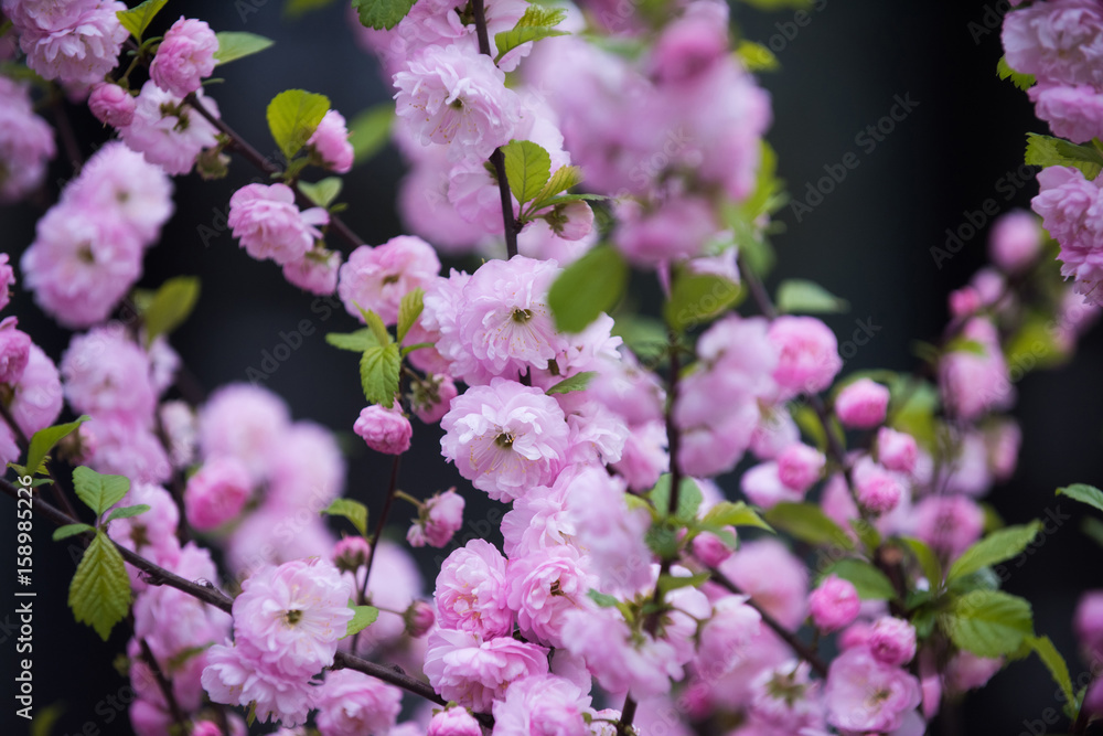 beautiful flowers of sakura blooming tree pink color on branch beautiful flowers of sakura blooming tree pink color on branch