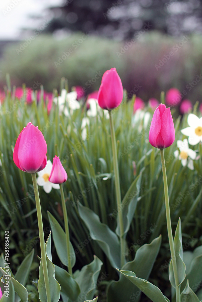 Flower Flower
