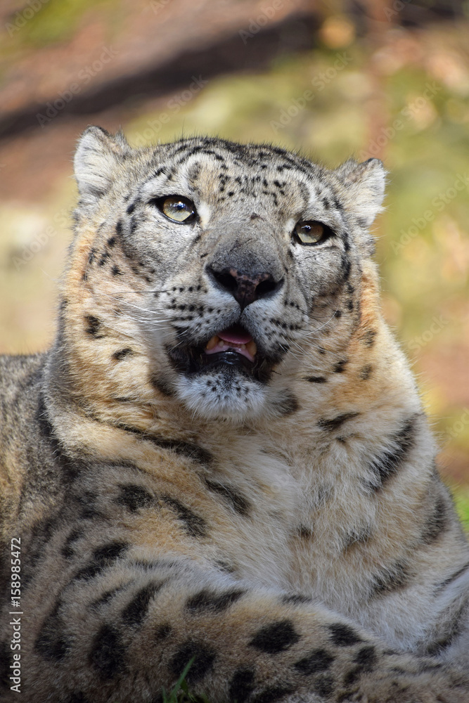 Fototapeta premium Close up portrait of snow leopard