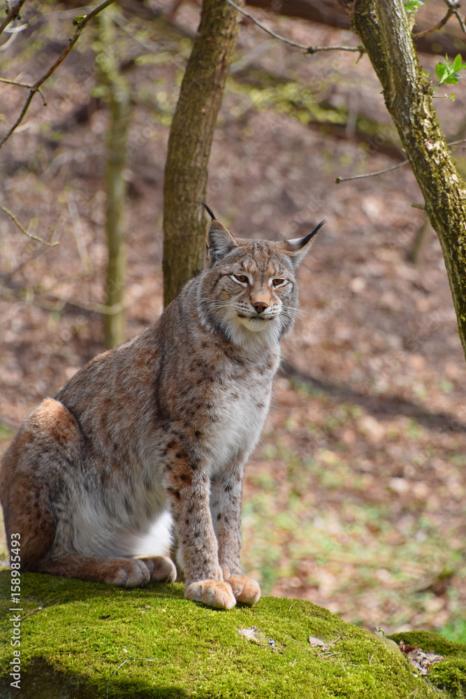 Eurasian lynx on moth stone in forest Eurasian lynx on moth stone in forest