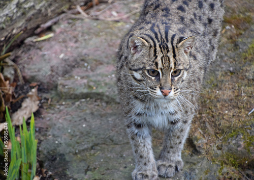 Portrait of fishing cat looking at camera