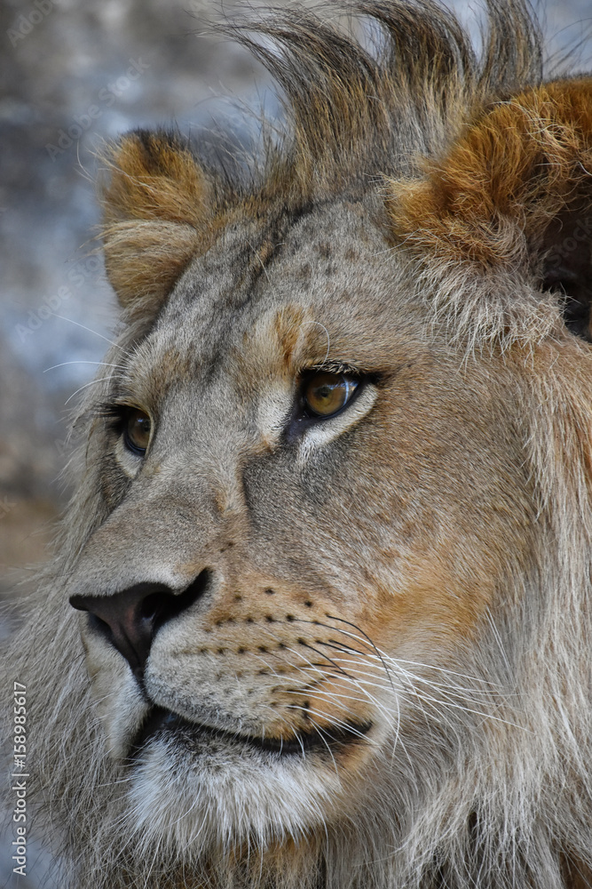 Fototapeta premium Extreme close up side portrait of African lion