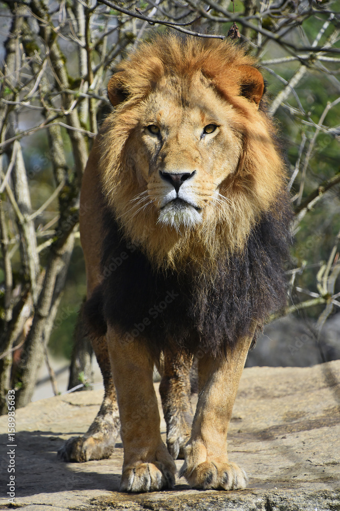 Close up portrait of lion looking at camera Close up portrait of lion looking at camera