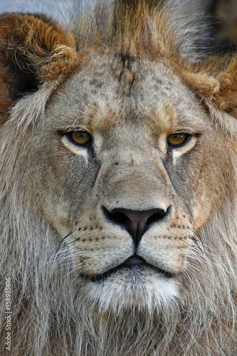 Extreme close up portrait of young African lion