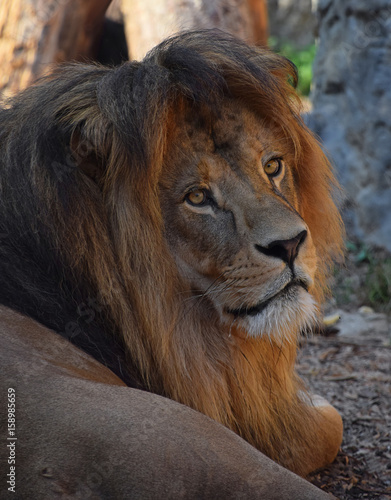 Fototapeta Naklejka Na Ścianę i Meble -  Close up portrait of African lion resting