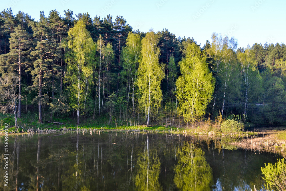 Forest near the forest lake. Summer. Early morning. Forest near the forest lake. Summer. Early morning.