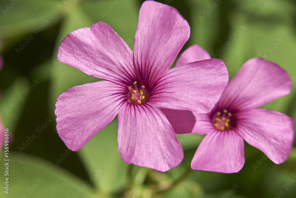 Oxalis articulata Oxalis articulata