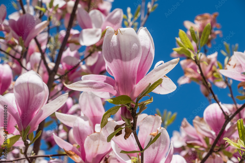 Blooming Magnolia on a blue sky background