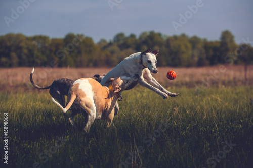 Fototapeta Naklejka Na Ścianę i Meble -  Whippet dogs play with orange smoll ball in grass in summer
