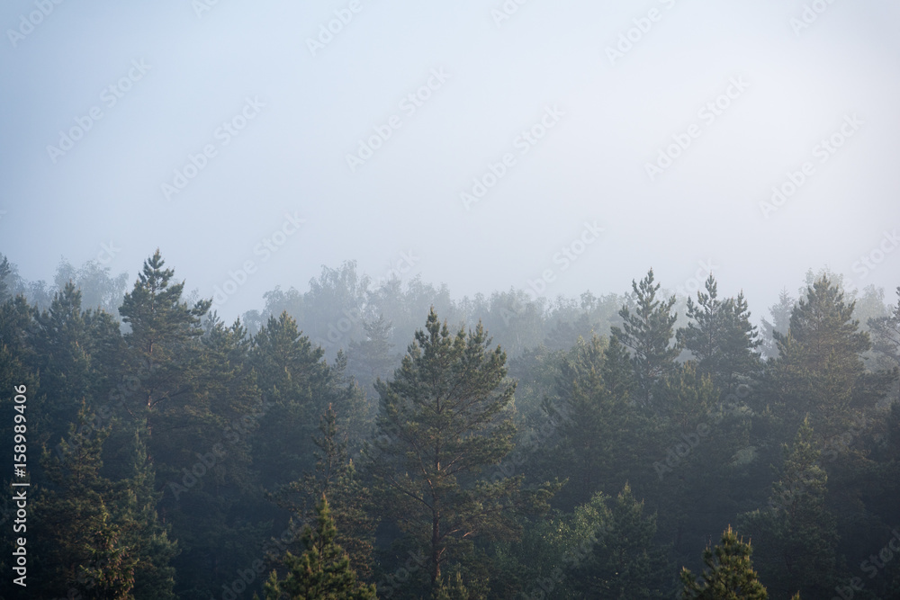 panoramic view of misty forest at majestic sunrise over trees panoramic view of misty forest at majestic sunrise over trees