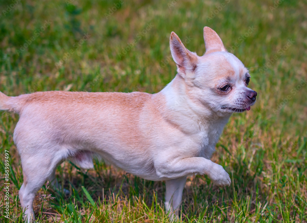 Chihuahua portrait on grass in summer Chihuahua portrait on grass in summer