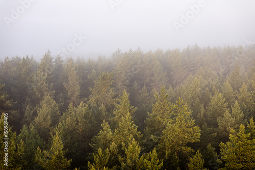 panoramic view of misty forest at majestic sunrise over trees